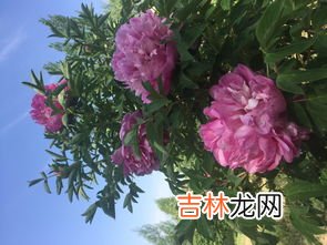 什么花的花语代表的是友谊,什么花的花语是友谊？