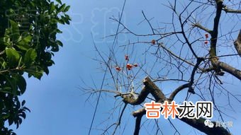 时节是什么意思,时节是什么意思