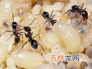 蚂蚁卵多久能孵化,蚁后什么时候产卵？