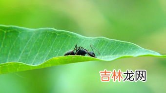蚂蚁卵多久能孵化,蚁后什么时候产卵？
