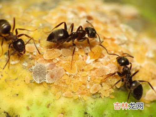 蚂蚁卵多久能孵化,蚁后什么时候产卵？