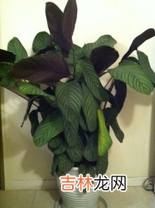 竹芋是什么,小叶竹芋是什么样子的?