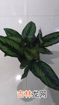 竹芋是什么,小叶竹芋是什么样子的?