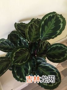 竹芋是什么,小叶竹芋是什么样子的?