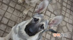 什么是狼青犬立耳,我的狼青犬为什么四五个耳朵还不立呢、该怎么办才能让它的耳朵立起来？