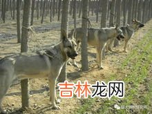 什么是狼青犬立耳,我的狼青犬为什么四五个耳朵还不立呢、该怎么办才能让它的耳朵立起来？