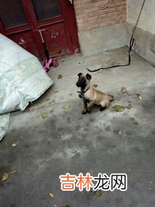 什么是狼青犬立耳,我的狼青犬为什么四五个耳朵还不立呢、该怎么办才能让它的耳朵立起来？