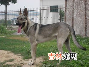 什么是狼青犬立耳,我的狼青犬为什么四五个耳朵还不立呢、该怎么办才能让它的耳朵立起来？