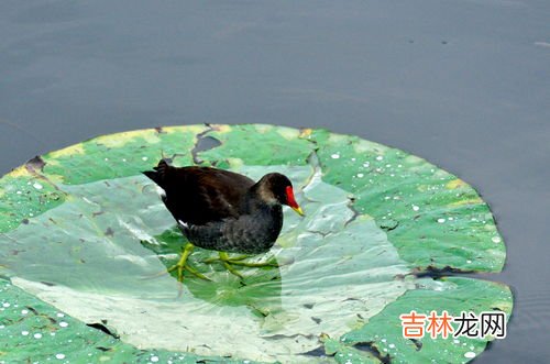 黑水鸡是保护动物吗,黑水鸡是几级保护动物