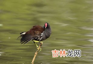 黑水鸡是保护动物吗,黑水鸡是几级保护动物