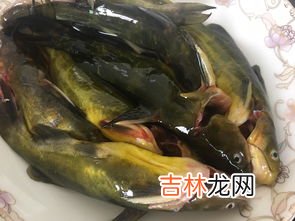 黄骨鱼是什么鱼,黄骨鱼是什么鱼