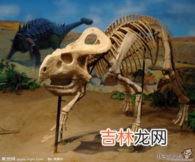 化石是怎样形成的,化石是怎么形成的?