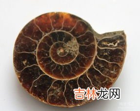 化石是怎样形成的,化石是怎么形成的?