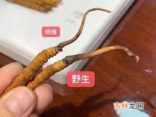 鹿鞭虫草怎么样,鹿鞭虫草胶囊功效