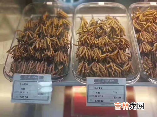 鹿鞭虫草怎么样,鹿鞭虫草胶囊功效