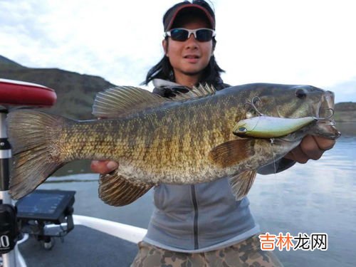 淡水鲈鱼和海鲈的区别,淡水鲈鱼和海鲈鱼区别