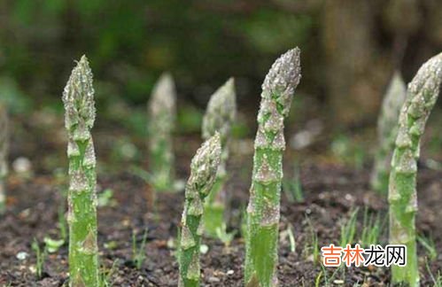 芦笋是什么植物,芦笋是什么植物 芦笋功效与作用有哪些