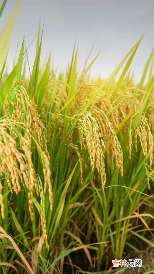 什么的谷粒,什么什么的稻谷