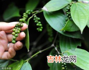 茱萸的象征意义是什么,茱萸象征着什么