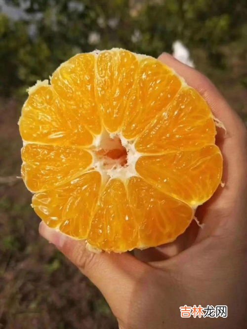 粑粑柑的热量,耙耙柑热量是多少？