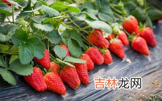 草莓红了以后几天可以摘下来,草莓变红了之后，等多久采摘下来吃，口感会更好？