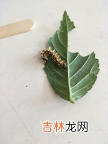 蝴蝶是毛毛虫变成的吗,蝴蝶是毛毛虫变的吗