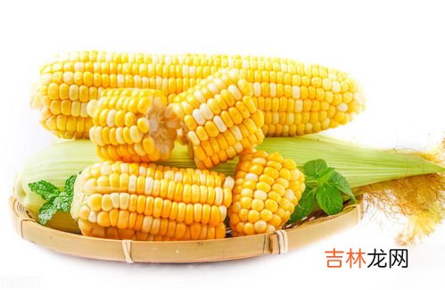玉米是不是主食,玉米是主食类吗