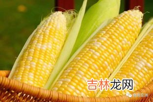 玉米是不是主食,玉米是主食类吗
