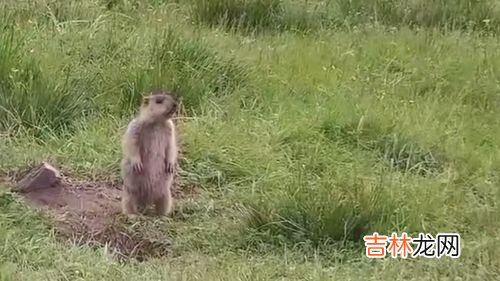 草原有什么植物和动物,草原草原生态系统的生物有?