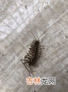 蠼螋是益虫还是害虫,什么是益虫 常见的益虫和害虫