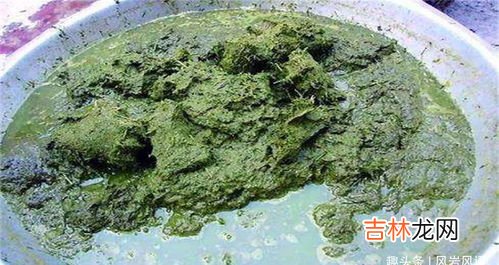 重口味 牛粪火锅是怎么做的,真正用牛粪做的牛粪火锅 竟被贵州作为待客上品(2)