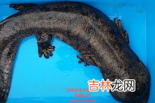 娃娃鱼就是鱼吗,“娃娃鱼”因其形像娃娃，叫声又类似小儿啼哭，故而得名“娃娃鱼”。谁知道“娃娃鱼”的学名是什么吗？