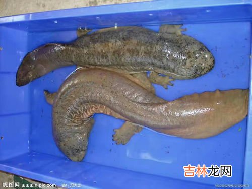 娃娃鱼就是鱼吗,“娃娃鱼”因其形像娃娃，叫声又类似小儿啼哭，故而得名“娃娃鱼”。谁知道“娃娃鱼”的学名是什么吗？