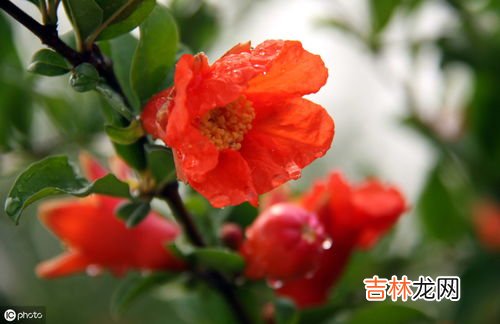 石榴花是什么,石榴花是什么样子