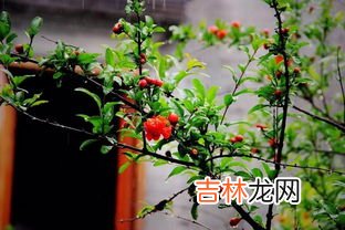 石榴花是什么,石榴花是什么样子