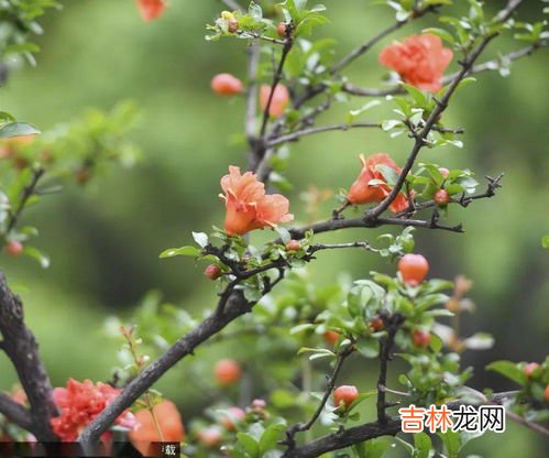 石榴花是什么,石榴花是什么样子