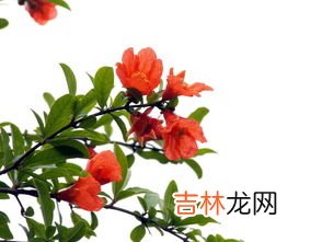 石榴花是什么,石榴花是什么样子