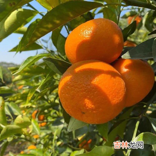 沃柑皮里面发绿还能吃吗,沃柑表皮发霉还能吃吗