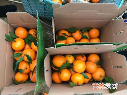 沃柑皮里面发绿还能吃吗,沃柑表皮发霉还能吃吗