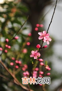 三月什么花开的季节,各种花开的季节和月份是什么？