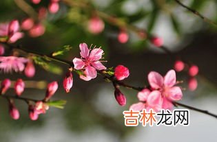 三月什么花开的季节,各种花开的季节和月份是什么？