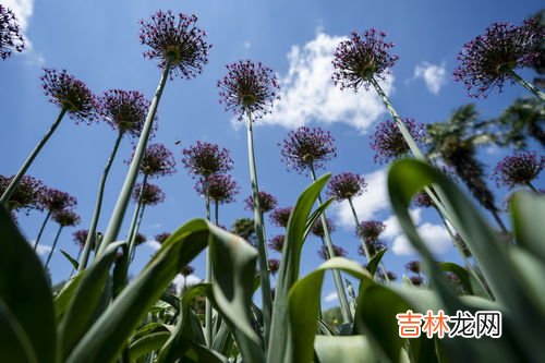 山丹花如何进行栽培呢,仙丹花的花语是什么