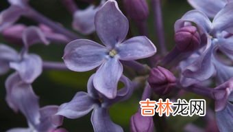 丁香花是什么颜色的,丁香花是什么颜色