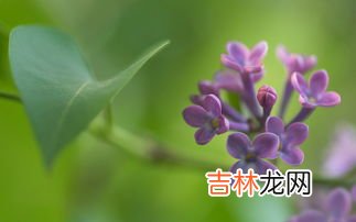 丁香花是什么颜色的,丁香花是什么颜色