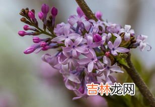 丁香花是什么颜色的,丁香花是什么颜色