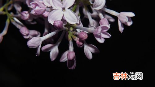 丁香花是什么颜色的,丁香花是什么颜色