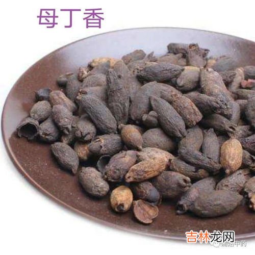 公丁香与母丁香的区别,丁香为何有公母之分，区别在哪里