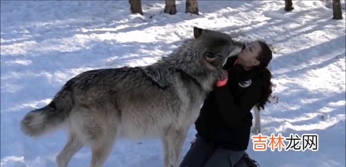 老虎属于猫科还是犬科,为什么猫，老虎，豹子，狮子都属于猫科动物？