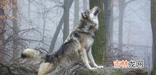 老虎属于猫科还是犬科,为什么猫，老虎，豹子，狮子都属于猫科动物？