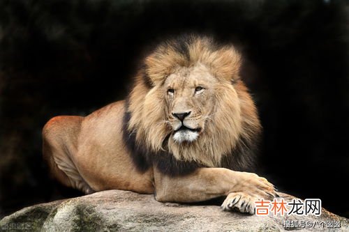 老虎属于猫科还是犬科,为什么猫，老虎，豹子，狮子都属于猫科动物？